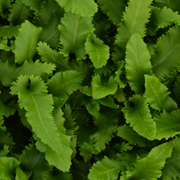 Hardy Fern Phyllitis scolopendrium 'Angustifolia'